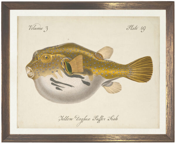 Vintage bookplate of a yellow dogface puffer fish on a distressed natural background