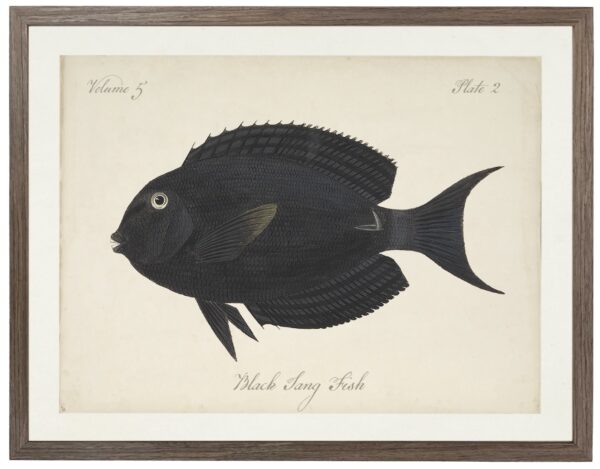 Vintage bookplate of a black tang fish on a distressed natural background