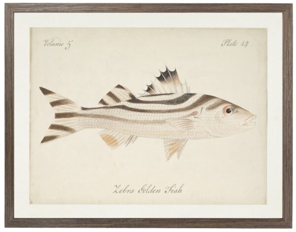 Vintage bookplate of a zebra golden fish on a distressed natural background