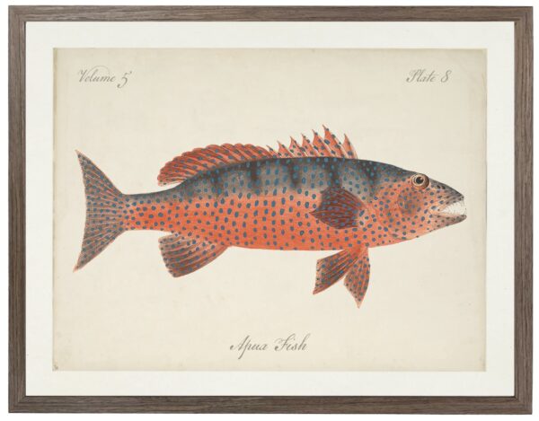 Vintage bookplate of an apua fish on a distressed natural background