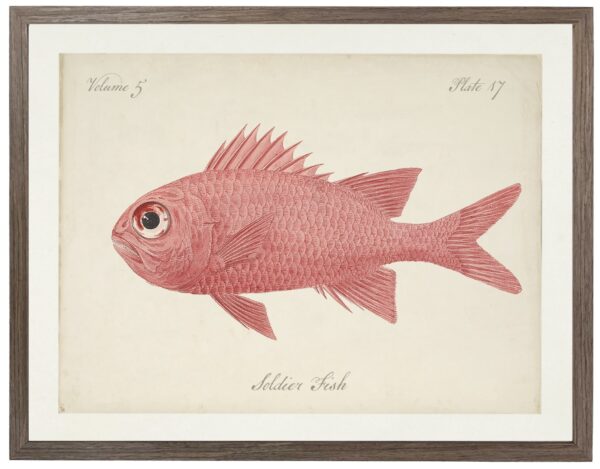 Vintage bookplate of a soldier fish on a distressed natural background