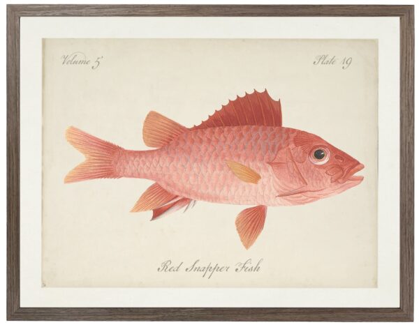Vintage bookplate of a red snapper fish on a distressed natural background