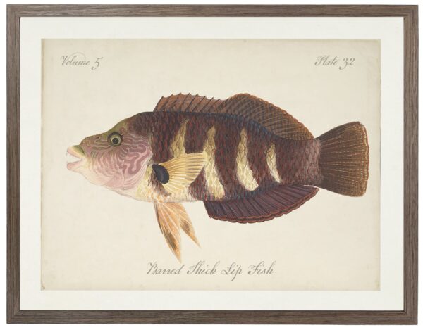 Vintage bookplate of a barred thick lip fish on a distressed natural background