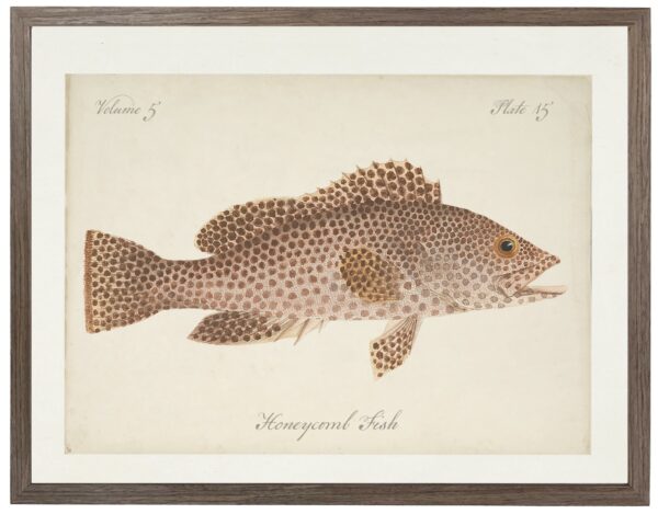 Vintage bookplate of a honeycomb fish on a distressed natural background