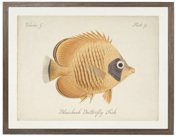 Vintage bookplate of a butterfly fish on a distressed natural background