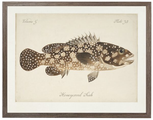Vintage bookplate of a honeycomb fish on a distressed natural background