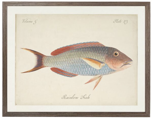 Vintage bookplate of a rainbow fish on a distressed natural background