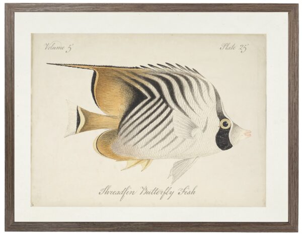 Vintage bookplate of a threadfin butterfly fish on a distressed natural background