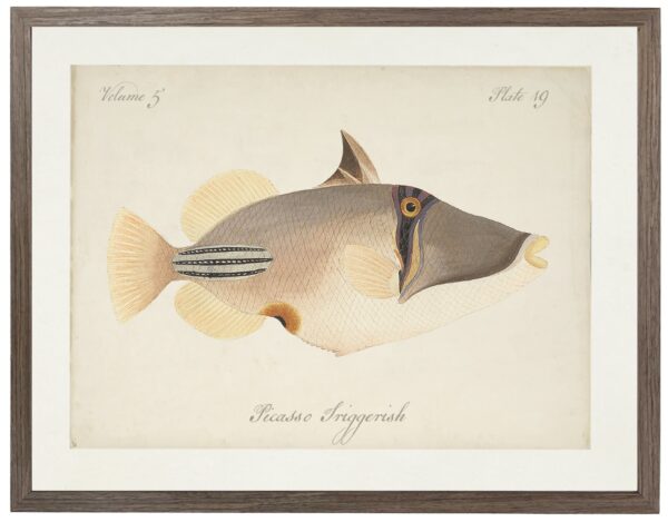 Vintage bookplate of a picasso triggerfish on a distressed natural background