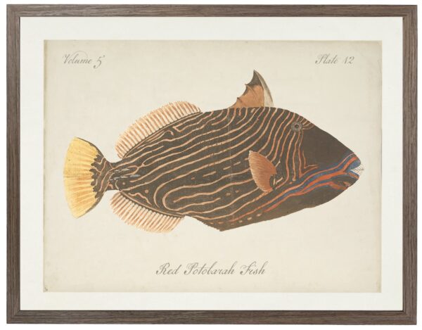 Vintage bookplate of a red potobarah fish on a distressed natural background