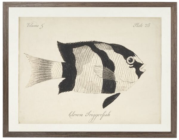 Vintage bookplate of a clown triggerfish on a distressed natural background