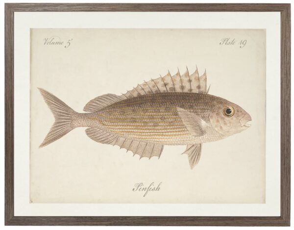 Vintage bookplate of a pinfish on a distressed natural background