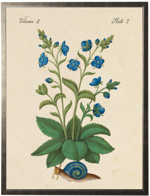 Vintage bookplate of blue flowers with snail on a distressed natural background