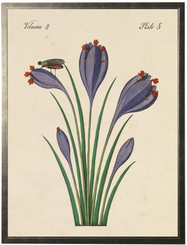 Vintage bookplate of crocus and a bug on a distressed natural background