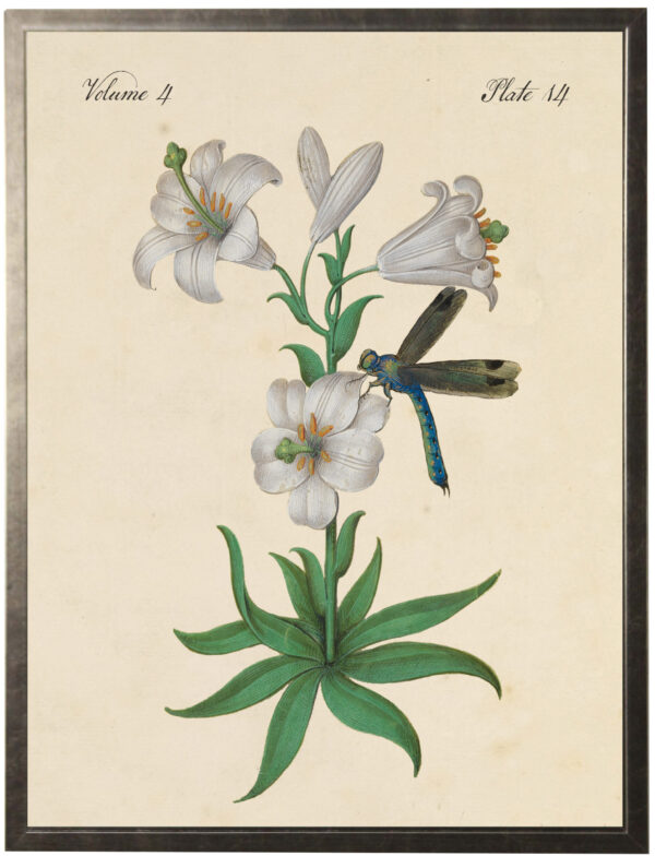 Vintage bookplate of lillies and a dragonfly  on a distressed natural background