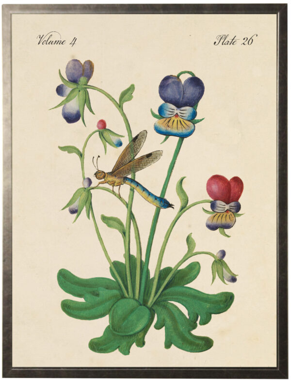 Vintage bookplate of pansies and a dragonfly on a distressed natural background