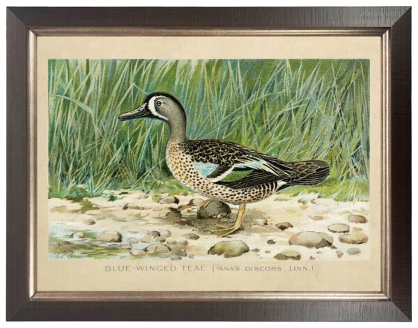 Vintage bookplate of the blue winged teal duck