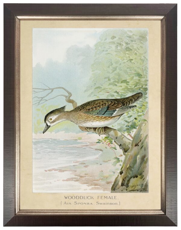 Vintage bookplate of the female woodduck