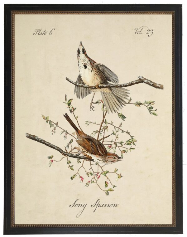 Vintage bookplate of a song sparrow on a cream background