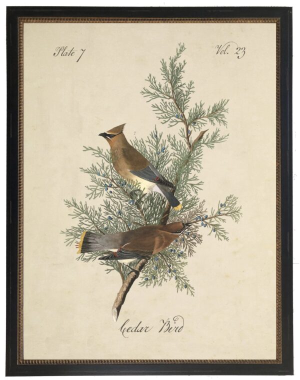 Vintage bookplate of a cedar bird on a cream background