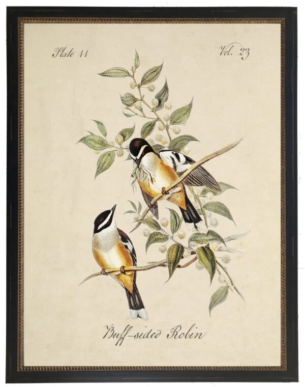 Vintage bookplate of a buff sided robin on a cream background