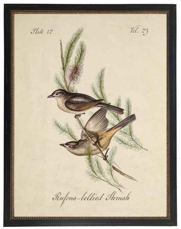 Vintage bookplate of a rufous-bellied thrush on a cream background