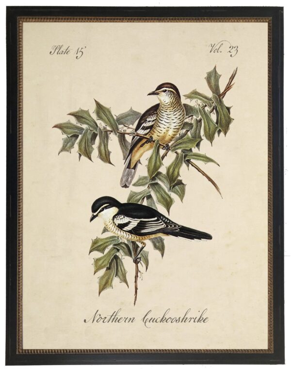 Vintage bookplate of a northern cuckooshrike on a cream background