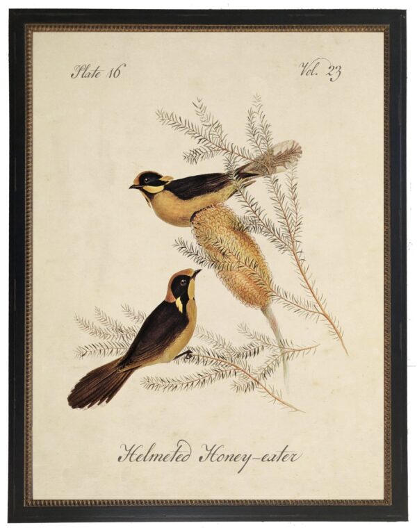 Vintage bookplate of a helmeted honey-eater on a cream background
