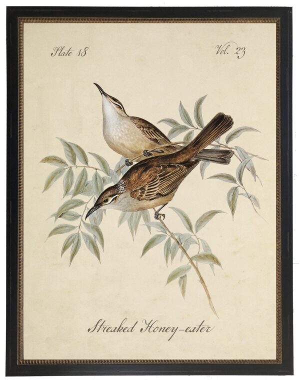 Vintage bookplate of a streaked honey-eater on a cream background