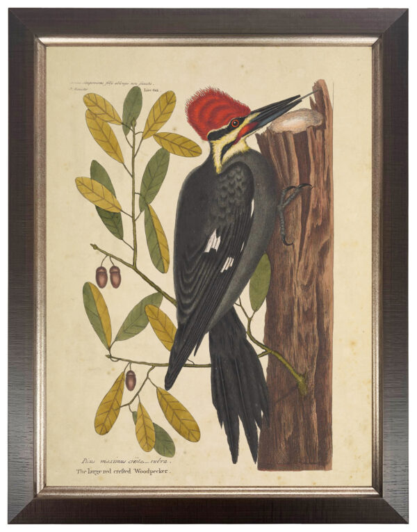 Vintage bookplate of a red woodpecker on a cream background