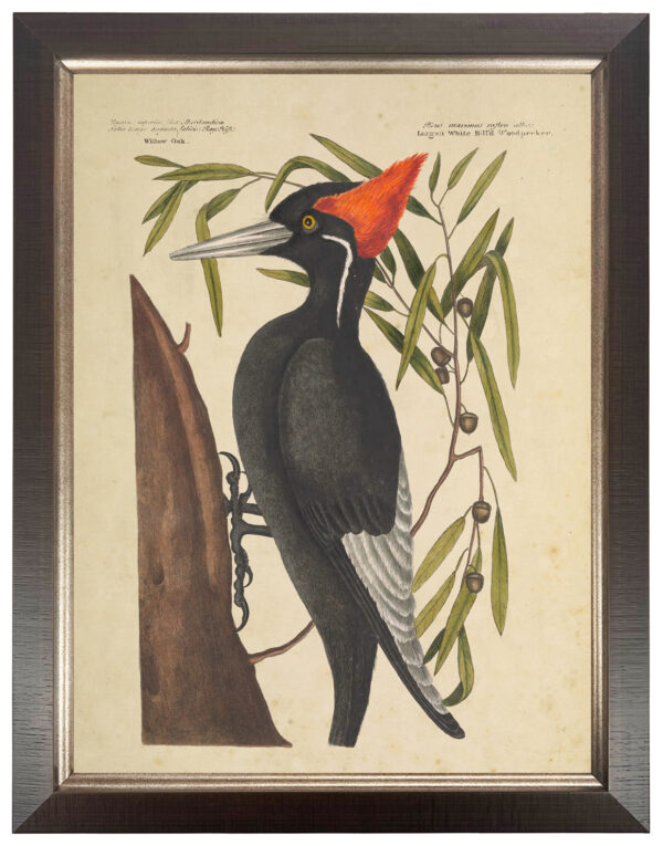 Vintage bookplate of a white billed woodpecker on a cream background