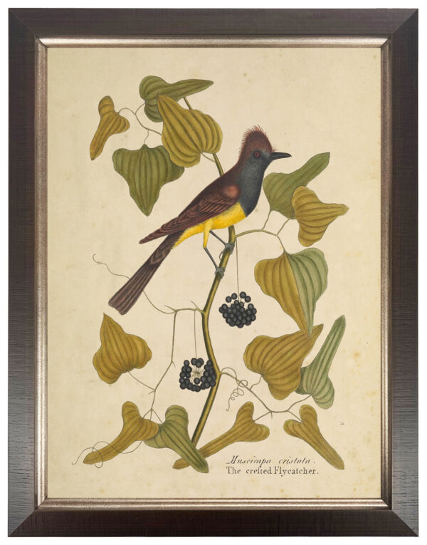 Vintage bookplate of a flycatcher on a cream background