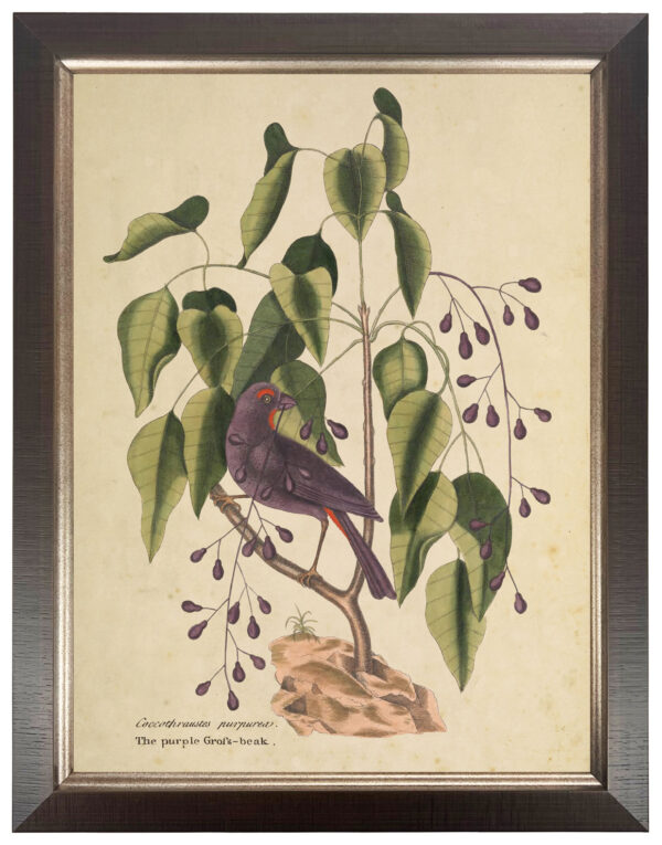 Vintage bookplate of a purple grofs beak on a cream background
