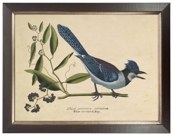 Vintage bookplate of a bluejay on a cream background
