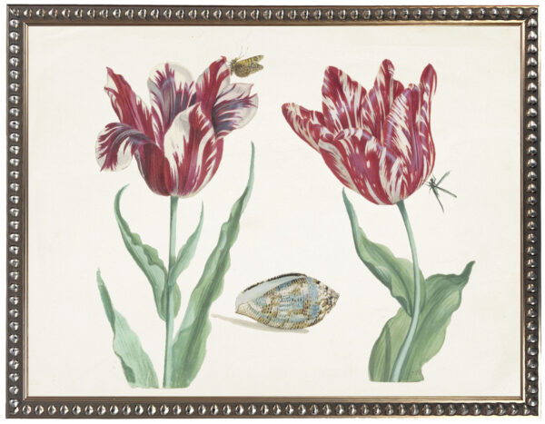Vintage bookplate of tulips and shells