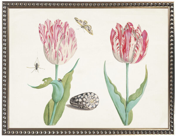 Vintage bookplate of tulips and shells