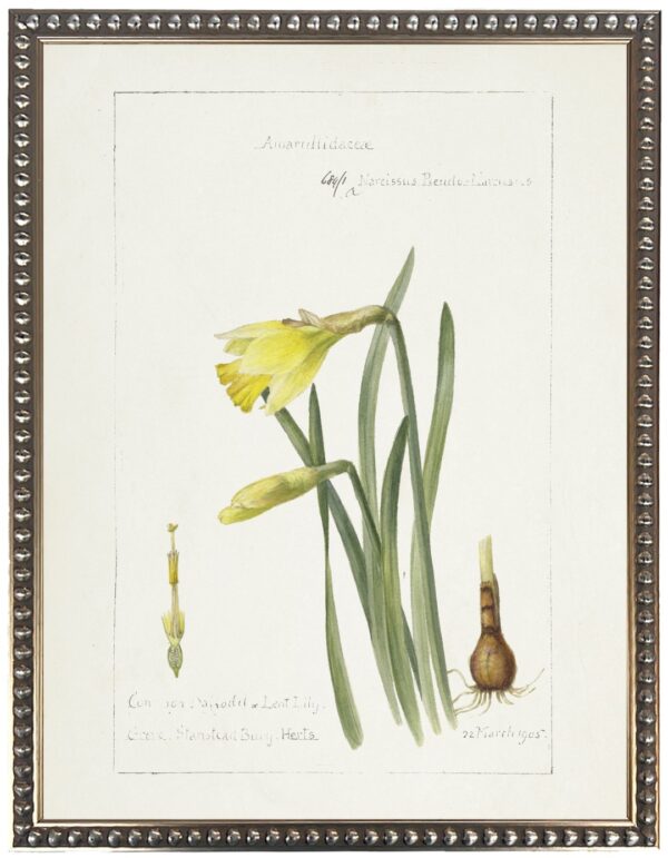 Vintage bookplate of daffodils on a cream background