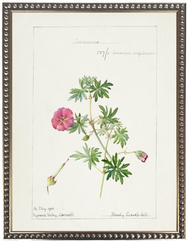 Vintage bookplate of geraniums on a cream background