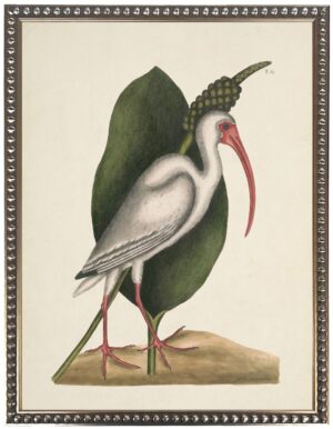 Vintage waterbird illustration on a cream background
