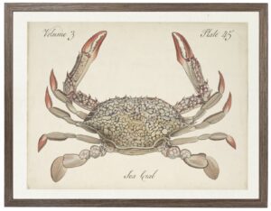 Vintage bookplate of a sea crab