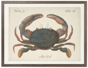 Vintage bookplate of a mud crab