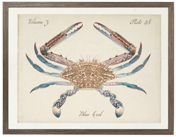 Vintage bookplate of a blue crab