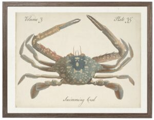 Vintage bookplate of a swimming crab