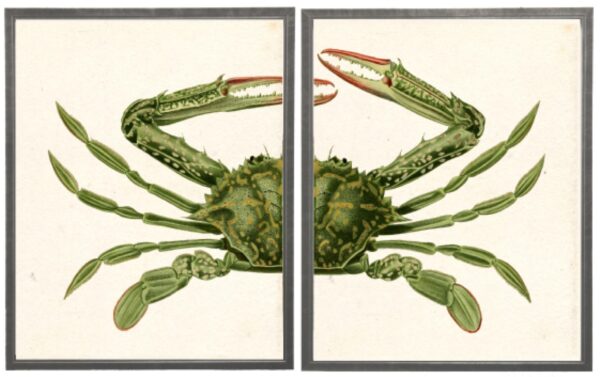 Diptych Green Crab