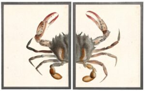 Diptych Red Pincher Crab