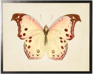 Horizontal Cream Butterfly with Pink Edges