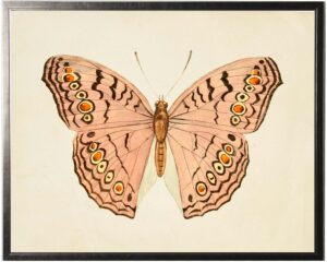 Horizontal Pink Butterfly