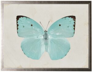 Pale turquoise butterfly with two brown spots