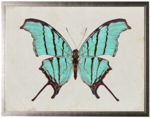 Turquoise butterfly with dark brown edges