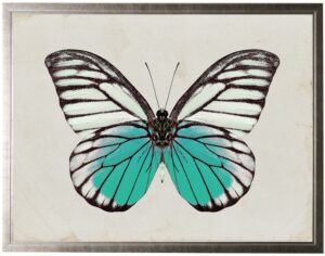 Black and white butterfly with turquoise accents